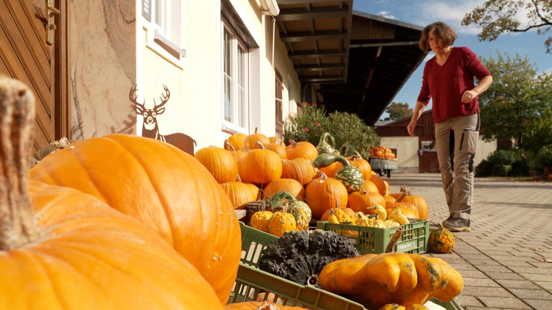 Kürbisernte liegt an Hauswand eines Hofes