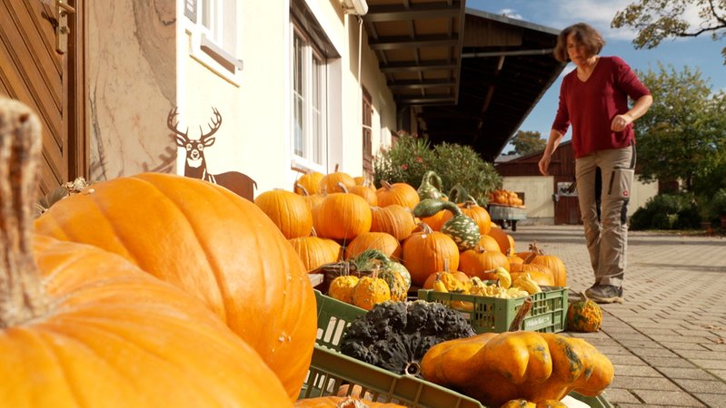 Kürbisernte liegt an Hauswand eines Hofes | Bild: BR Kürbisernte liegt an Hauswand eines Hofes