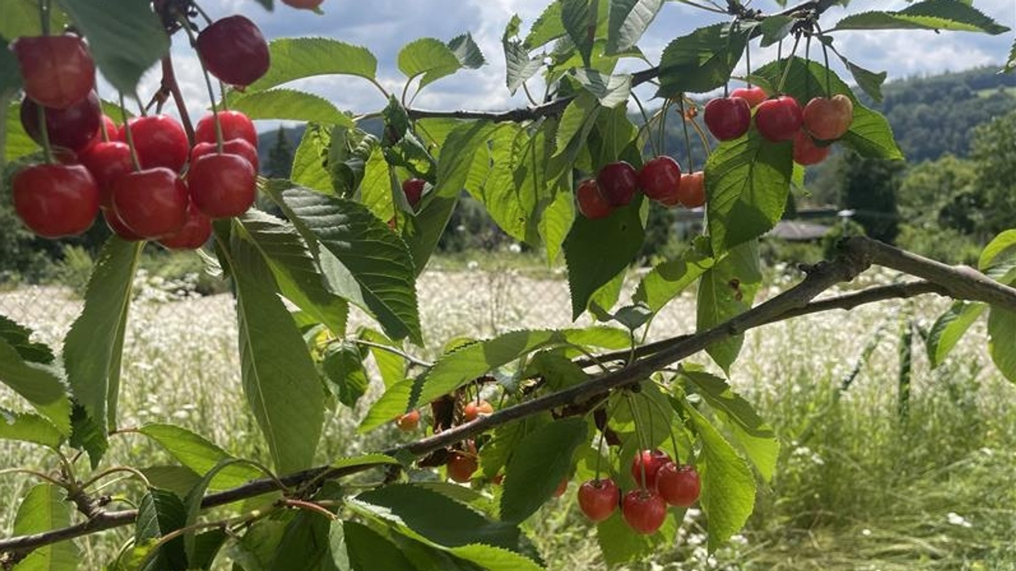 Kirschen am Baum.