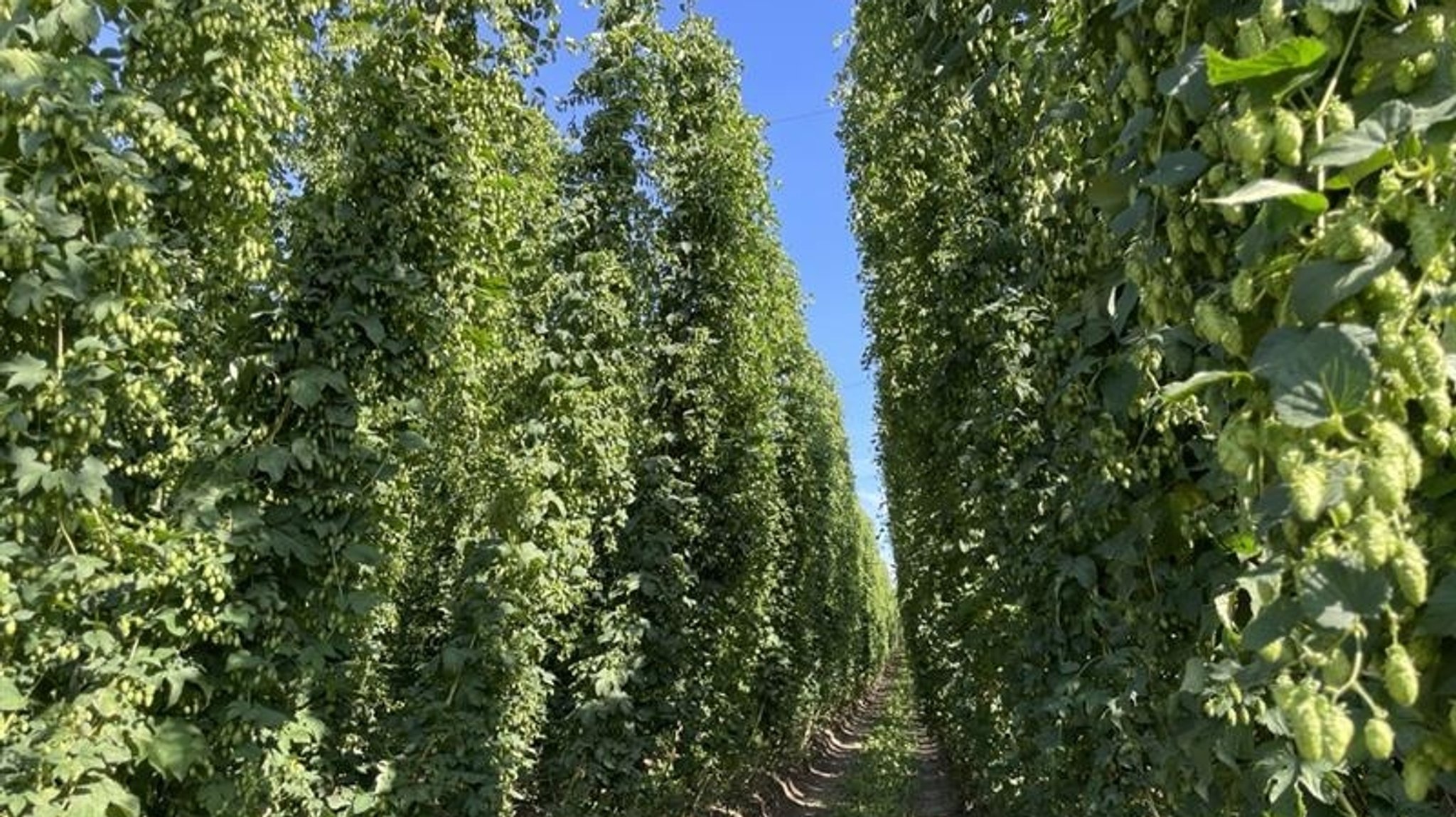 Die Hopfenpflanzer erwarten für Deutschland eine leicht überdurchschnittliche Ernte, auch für die Hopfengärten in der Hallertau. 