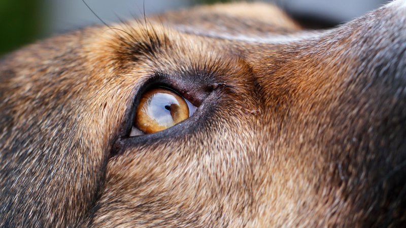 Ein Mischlingshund guckt in einem Garten nach oben. | Bild: picture alliance/dpa | Wolfgang Hoppe Ein Mischlingshund guckt in einem Garten nach oben.