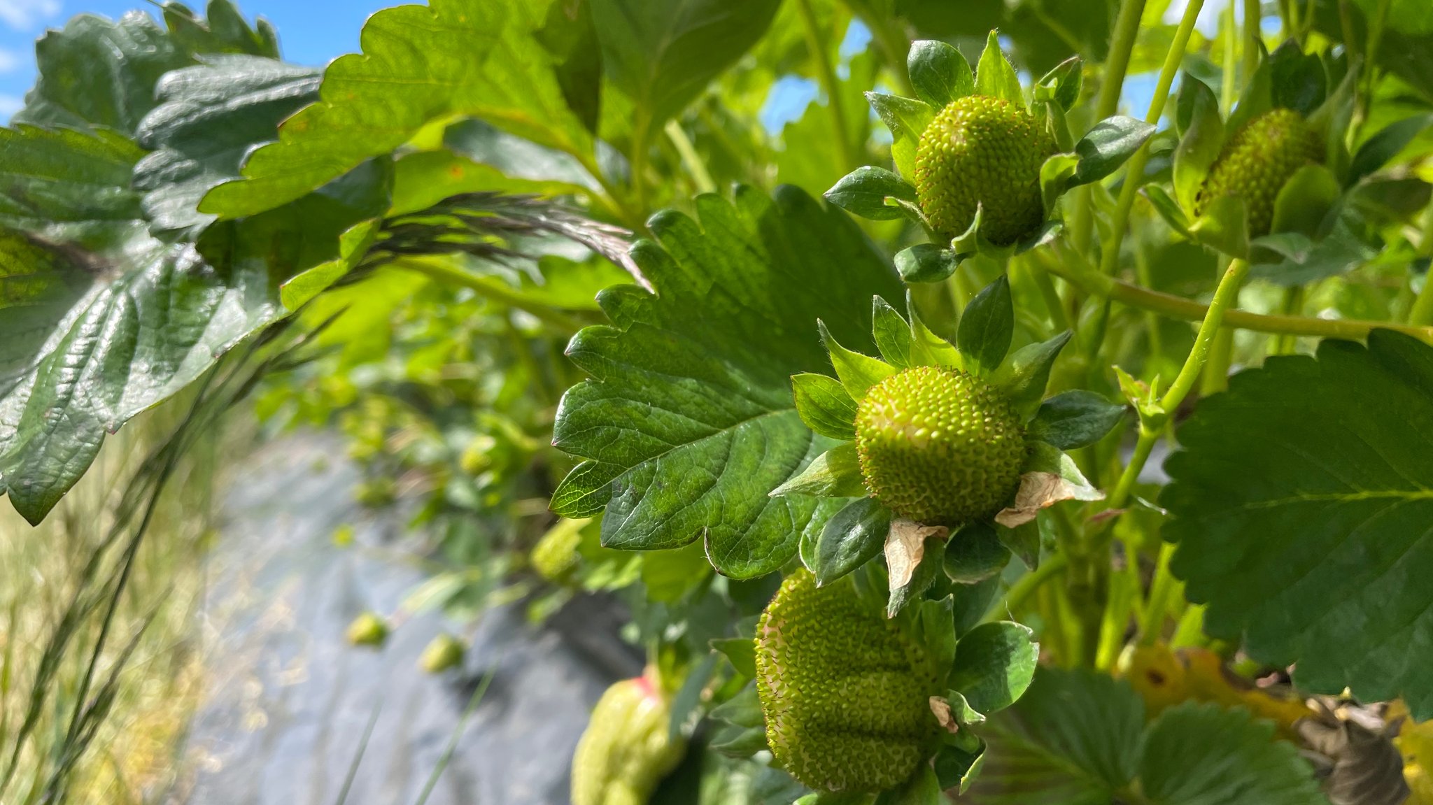 Noch hängen sie grün an den Büschen - die Erdbeeren. Die Ernte kann erst später beginnen.