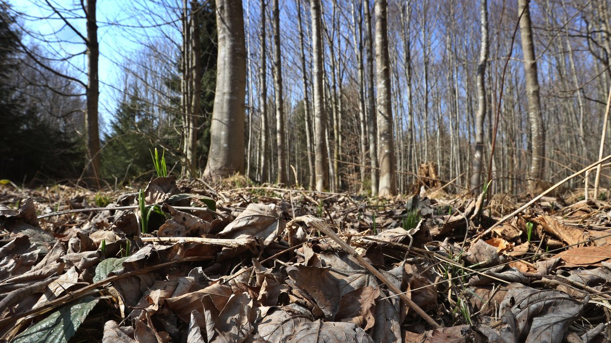 Bad Wörishofen: Trockene Gräser, Halme und Blätter liegen auf dem Boden eines Mischwaldes.