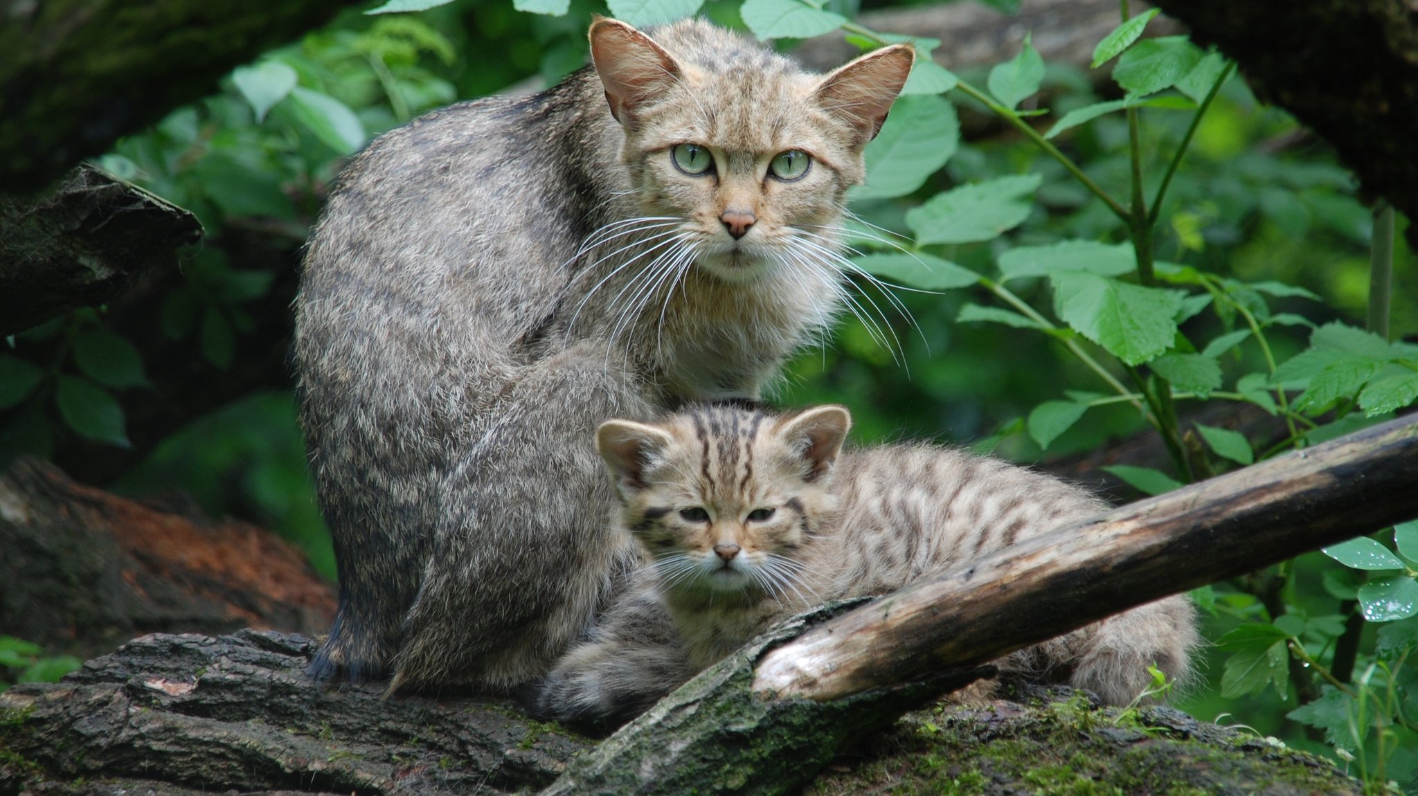Die Wildkatzen haben Nachwuchs. | Bild: BR/Felix Heidinger/Jens-Uwe Heins Die Wildkatzen haben Nachwuchs.