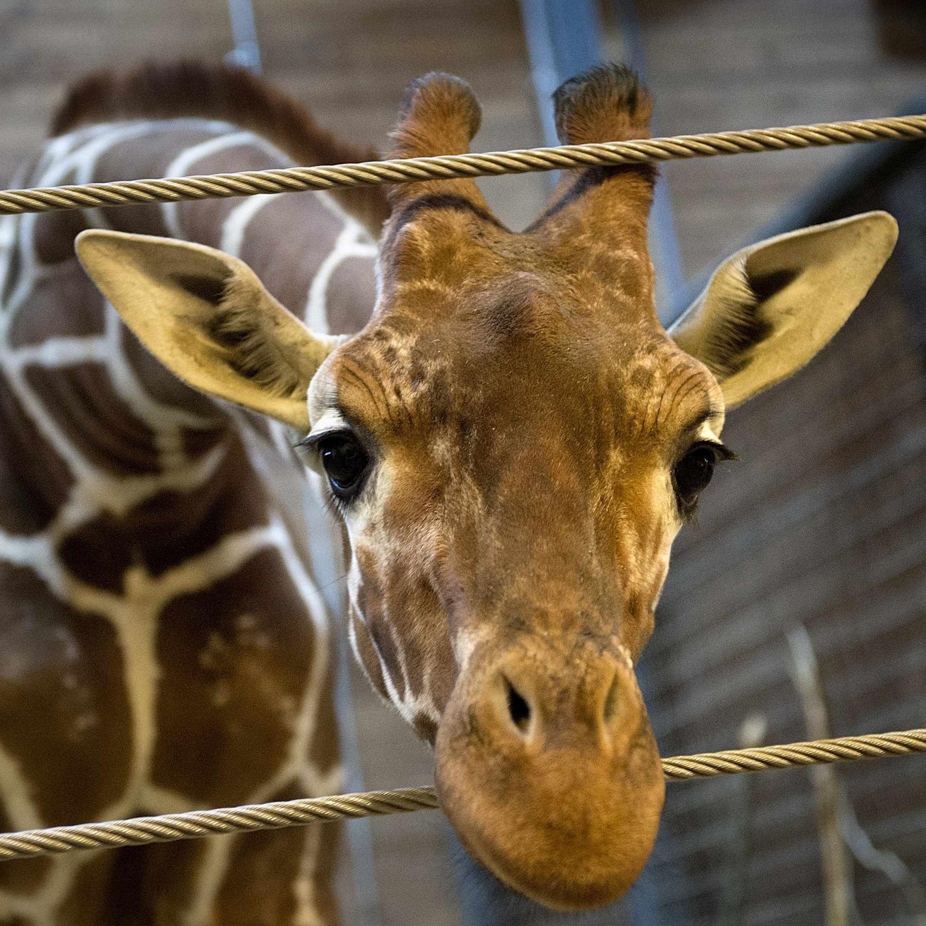 Giraffe, Antilope, Pavian - hilft Zootiere töten dem Artenschutz? - podcast episode cover