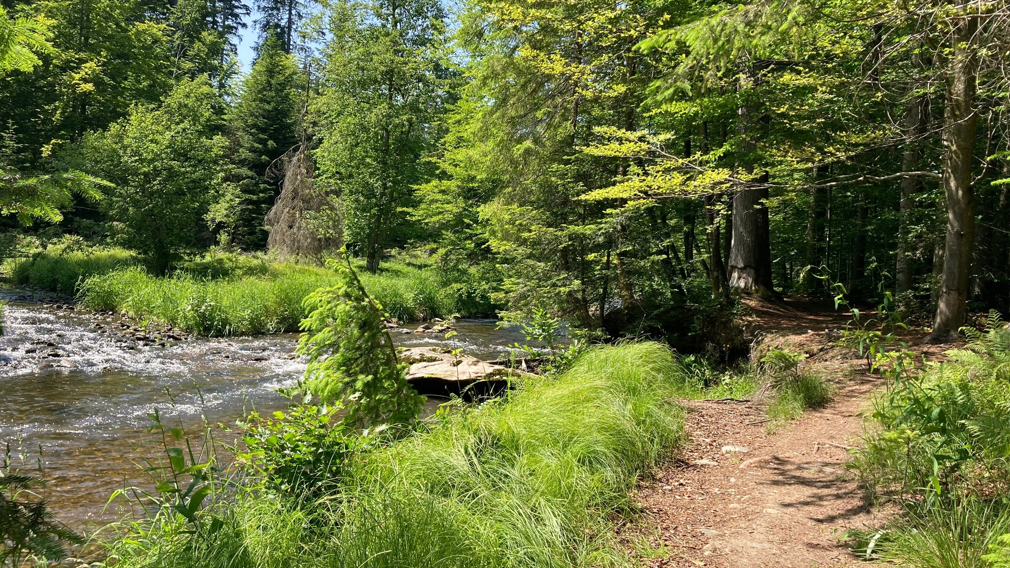 (Symbolbild) Ein Abschnitt des Flusswanderwegs am Regen bei Zwiesel | Bild: BR/Renate Roßberger (Symbolbild) Ein Abschnitt des Flusswanderwegs am Regen bei Zwiesel