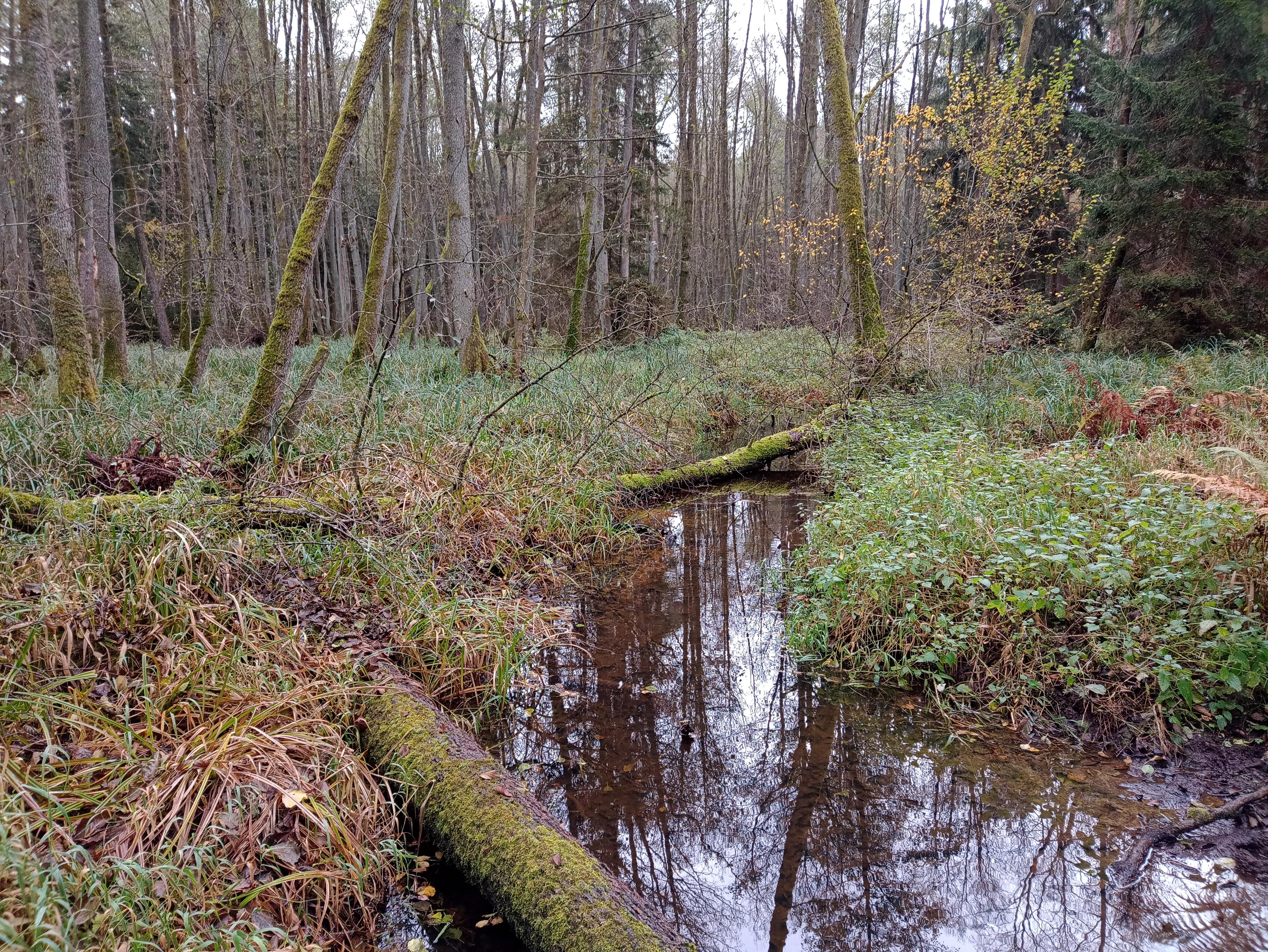 NaturwaldKonzept Naturschützer beklagen zu wenig Schutz BR24