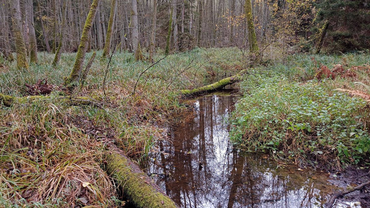 Wassergraben mit moosüberzogenen Baumstämmen in einem Wald.