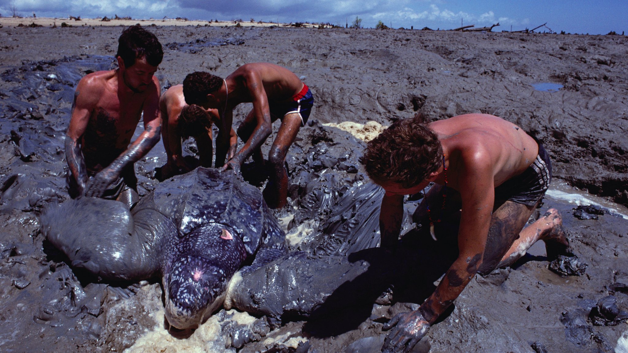 Tierschützer retten in  Französisch-Guyana eine Lederschildkröte aus dem Schlamm.