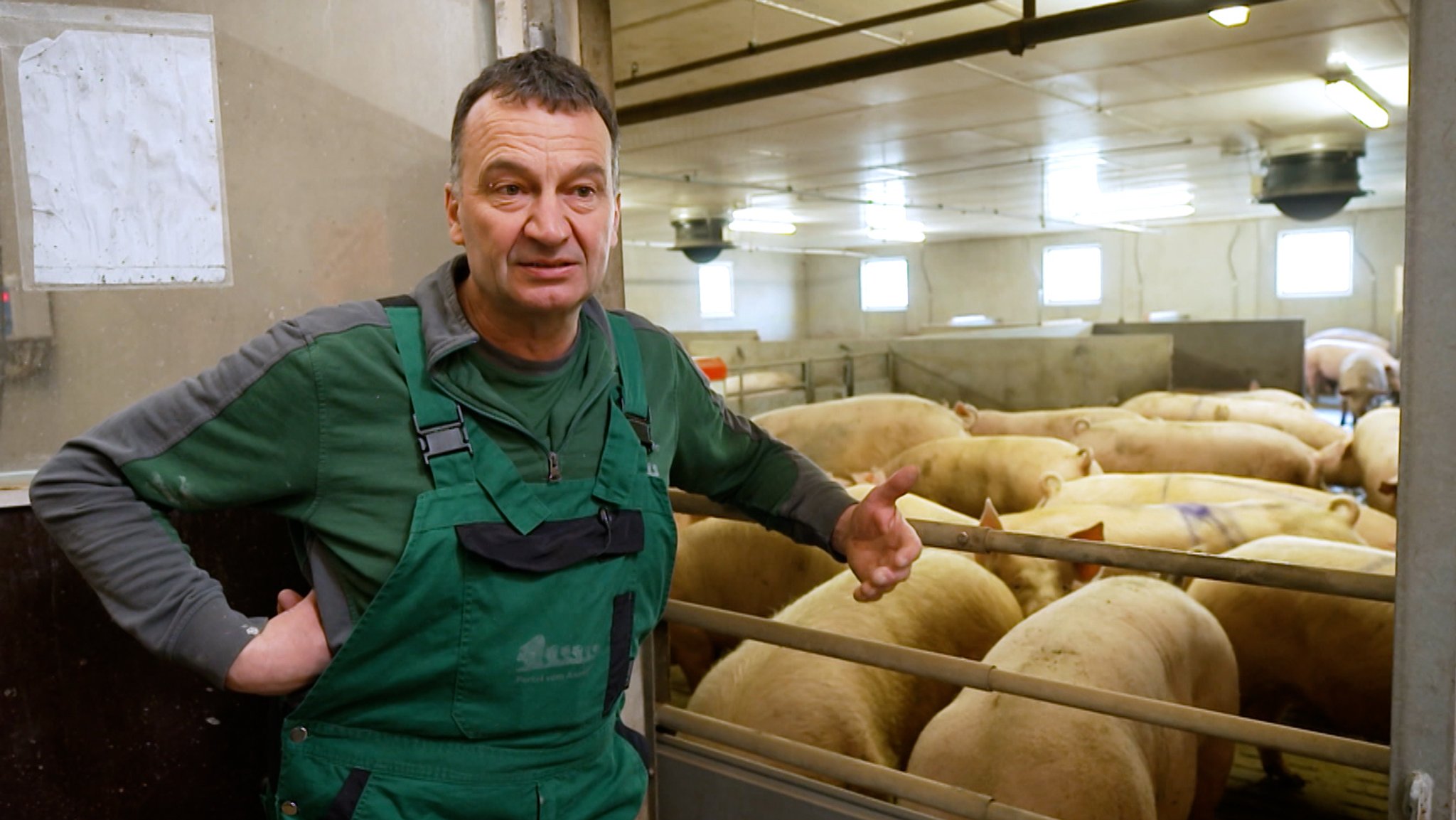 Schweine in einem Stall