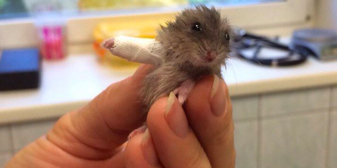 Cuteness Overload Susser Hamster Bricht Sich Den Arm Bayern 3