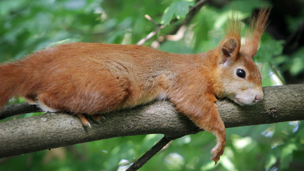 Nur scheinbar faul liegt ein Eichhörnchen auf einem Ast. Die roten oder schwarzen Nagetiere sind sehr behende und immer auf dem Sprung.