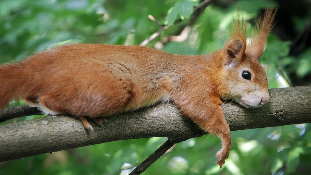Nur scheinbar faul liegt ein Eichhörnchen auf einem Ast. Die roten oder schwarzen Nagetiere sind sehr behende und immer auf dem Sprung. | Bild: picture-alliance/dpa Nur scheinbar faul liegt ein Eichhörnchen auf einem Ast. Die roten oder schwarzen Nagetiere sind sehr behende und immer auf dem Sprung.