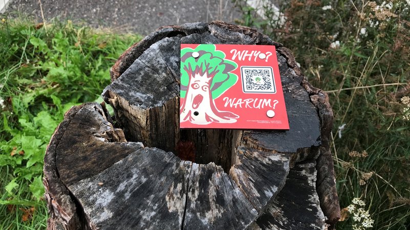 Das Bild zeigt einen Baumstumpf in der Stadt Augsburg mit einem Hinweisschild und der Frage: Warum? | Bild: BR / Barbara Leinfelder Das Bild zeigt einen Baumstumpf in der Stadt Augsburg mit einem Hinweisschild und der Frage: Warum?