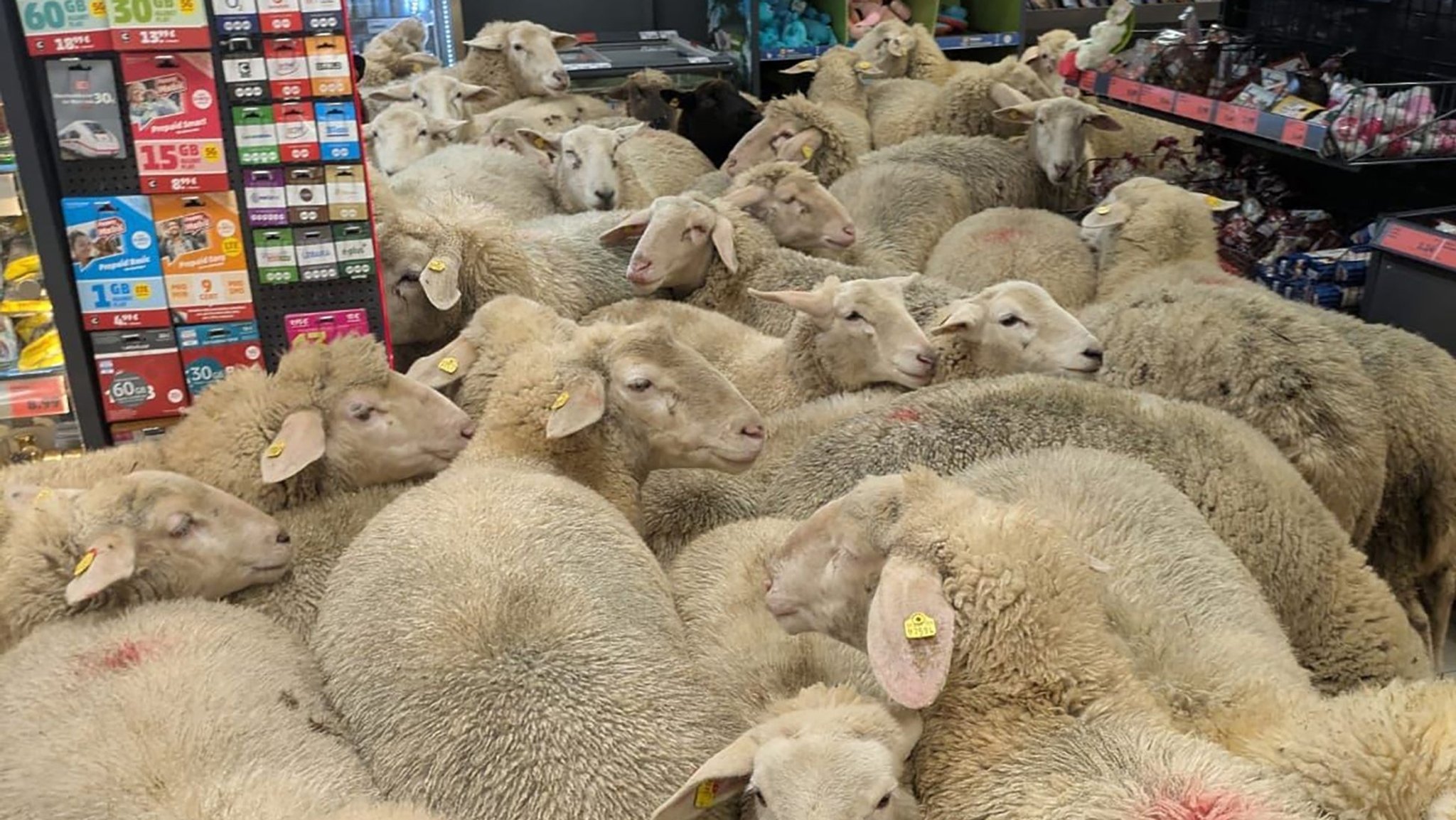 Tierischer Ausflug in den Supermarkt - Schafe gehen shoppen