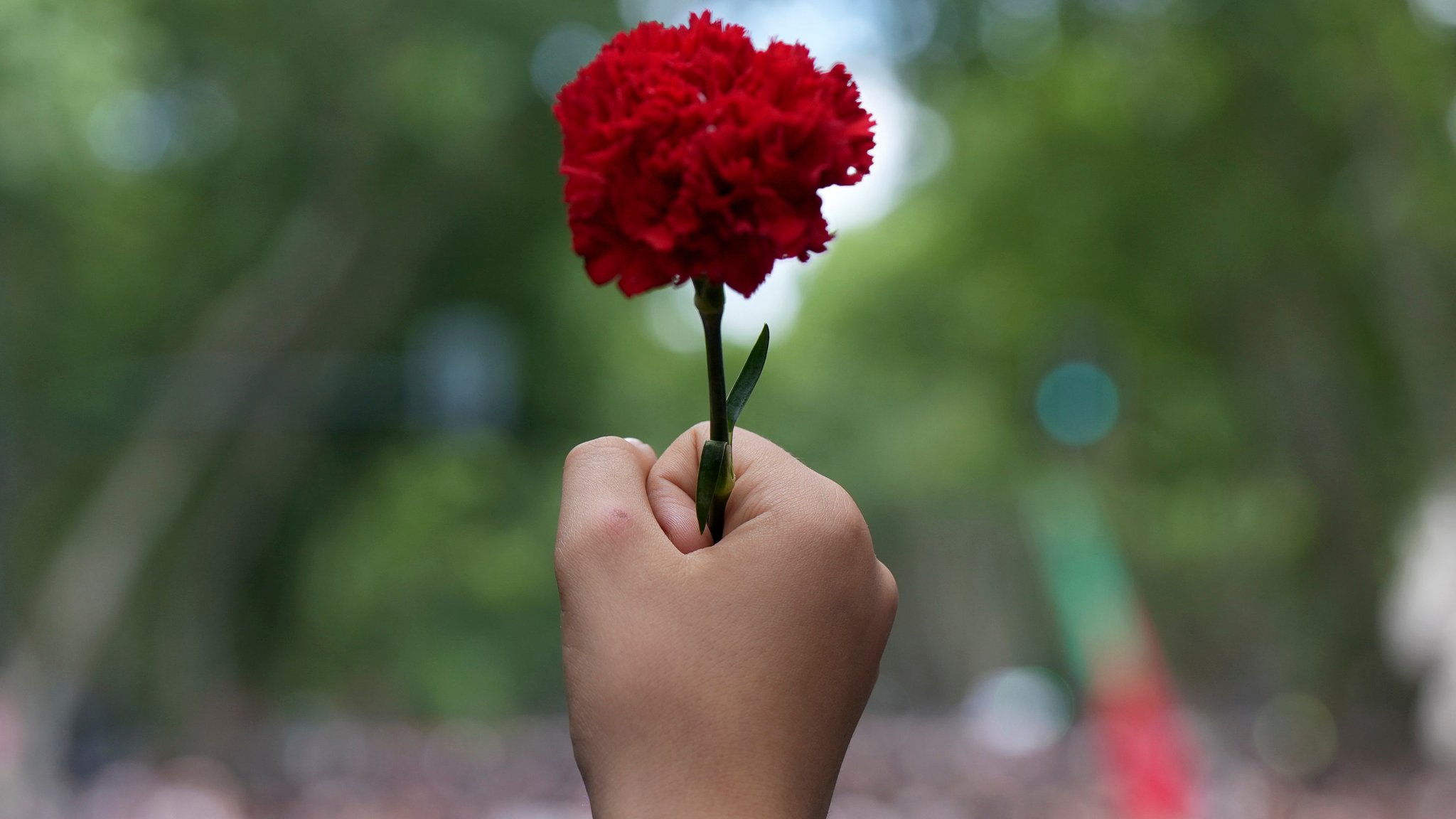 Hand hält rote Nelke hoch