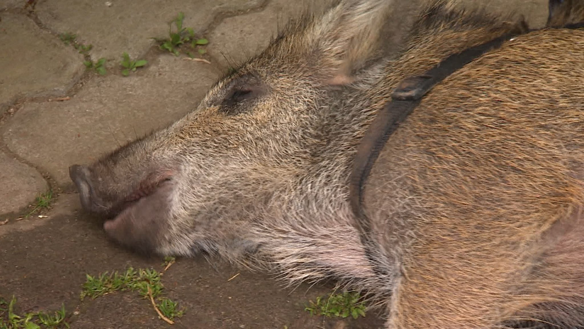 Ein totes Wildschwein