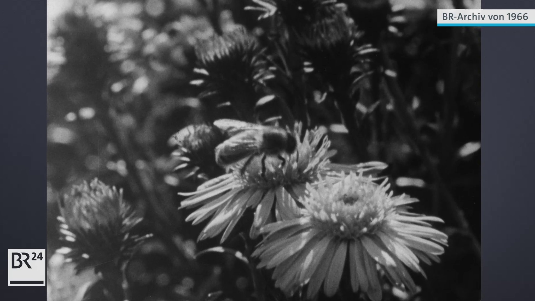 Biene auf Blüte
