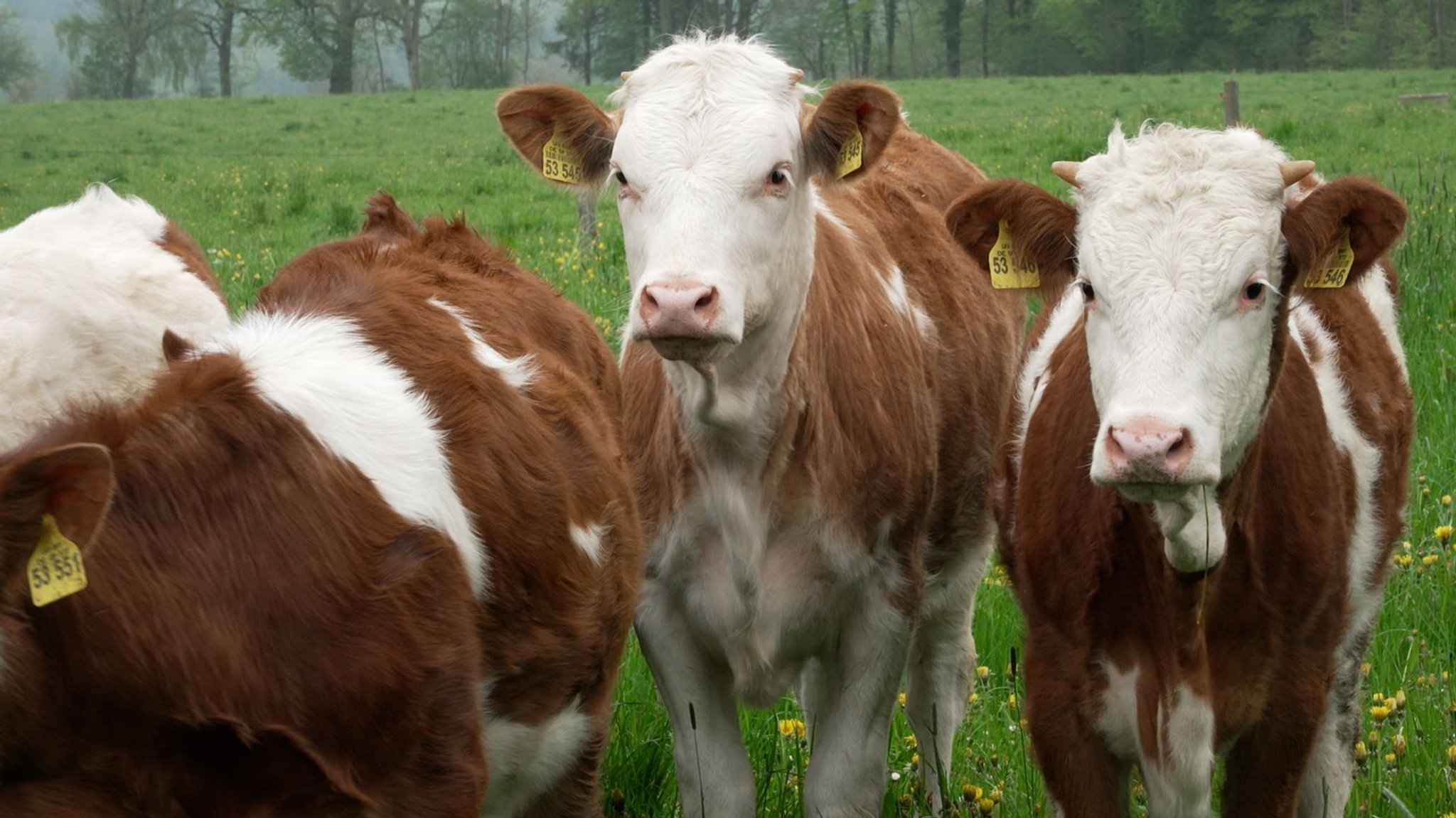 Zwei Kälber, ein drittes im Anschnitt, stehen auf einer grünen Weide.