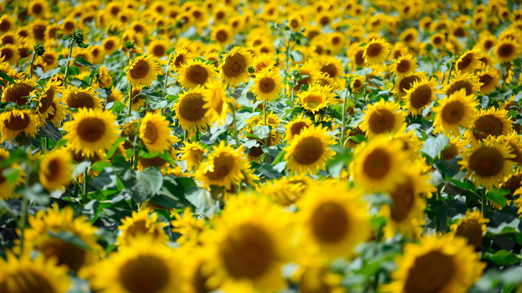 Die Ukraine ist das bedeutendste Anbauland für Sonnenblumen (Symbolbild)