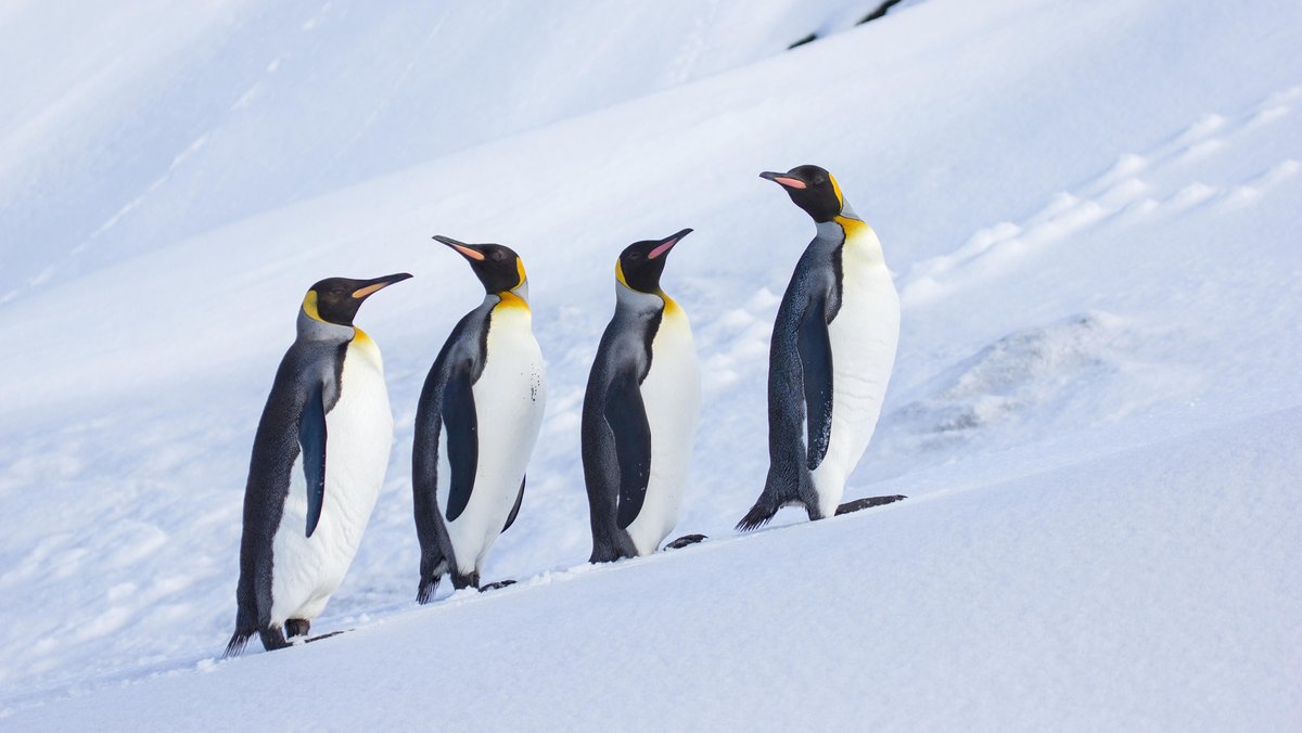 Hat die US-Regierung Zölle auf Pinguine mit ChatGPT errechnet?