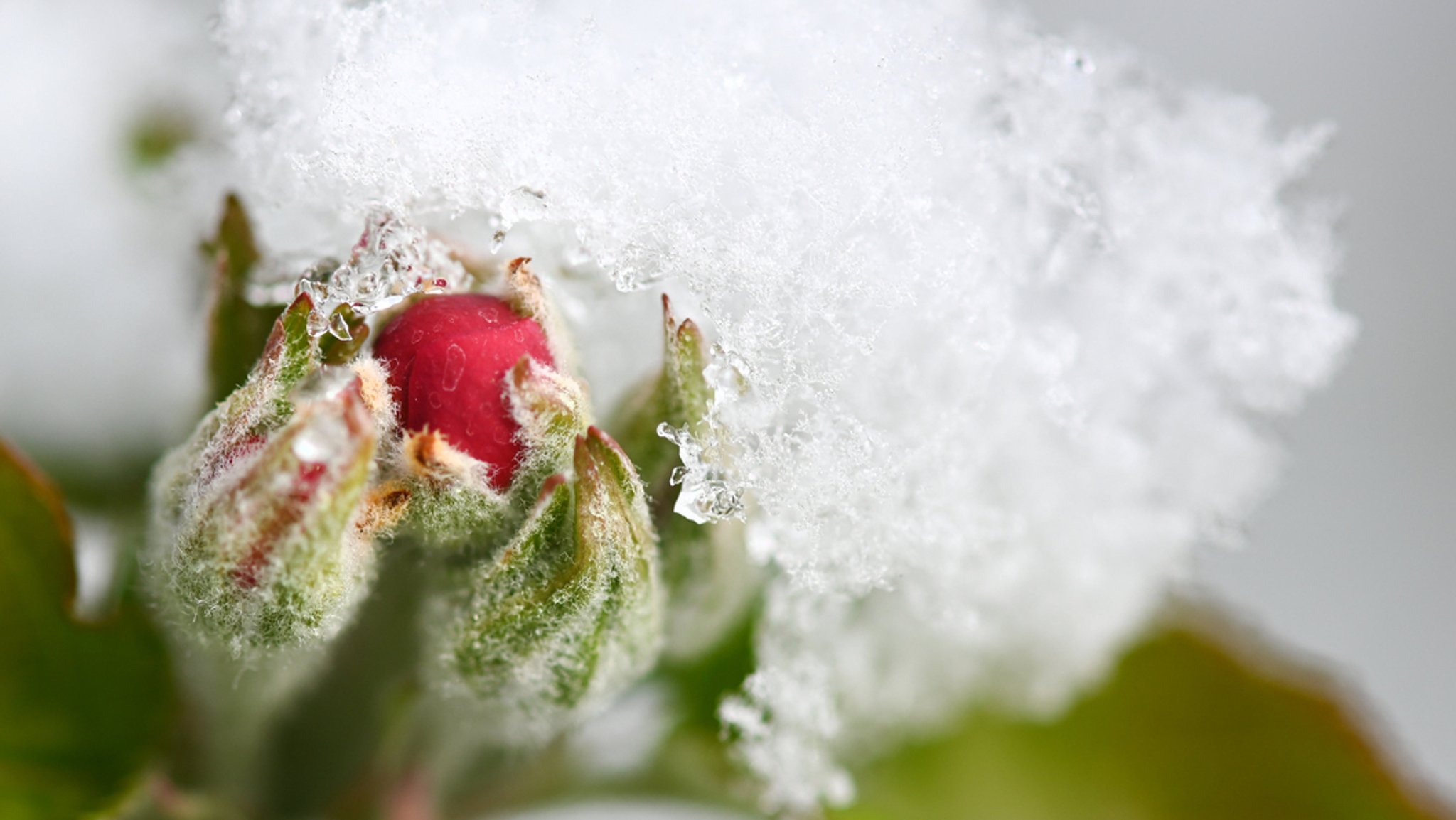 Schnee liegt auf den Blüten eines Apfelbaums.