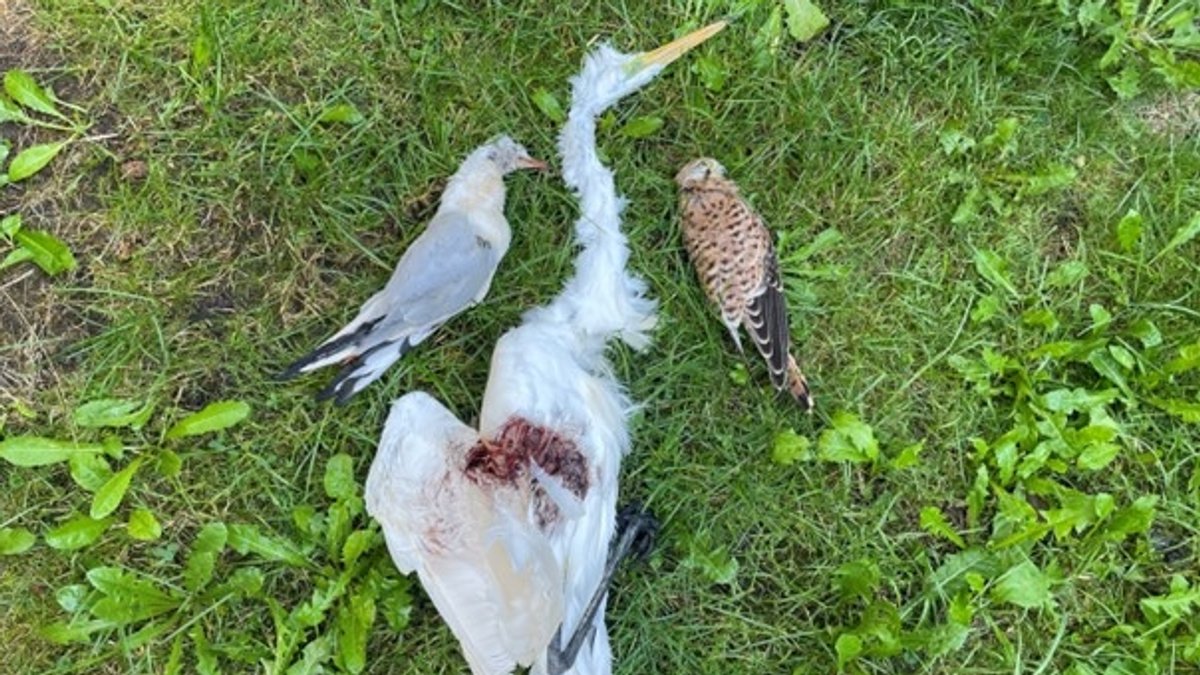 Drei tote Wildvögel liegen auf einer Wiese. 