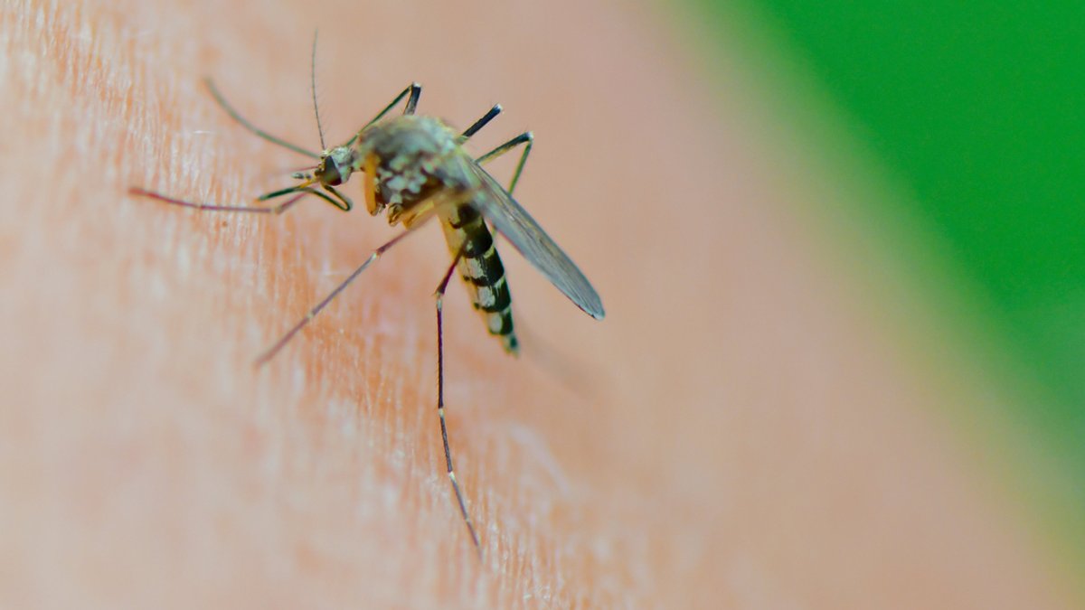 Dengue-Fieber in Italien: Auswärtiges Amt ändert Reisehinweise
