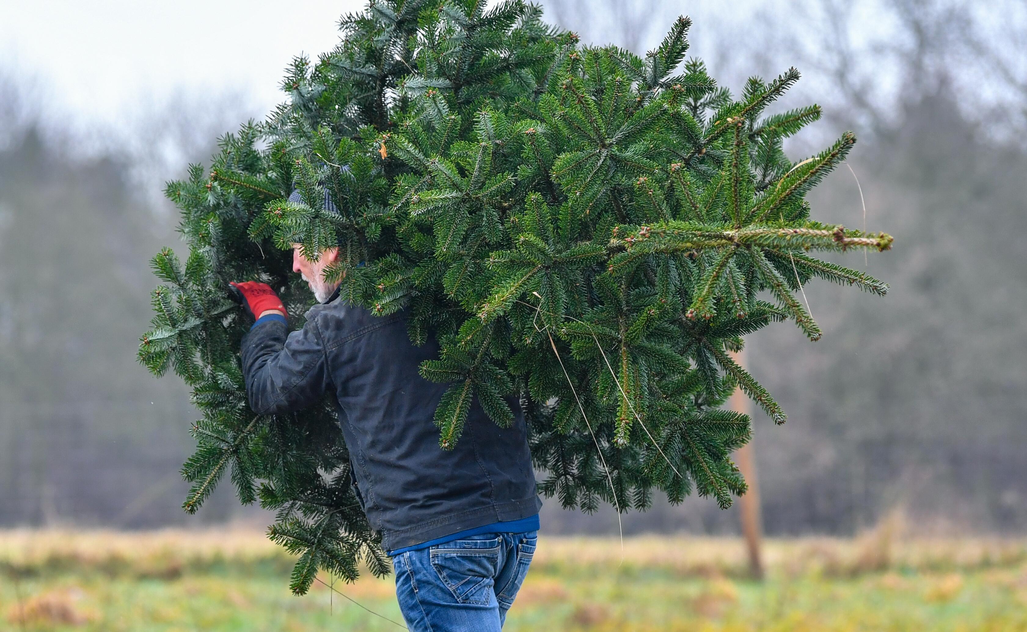 Ein Mann trägt einen großen Weihnachtsbaum über seiner Schulter