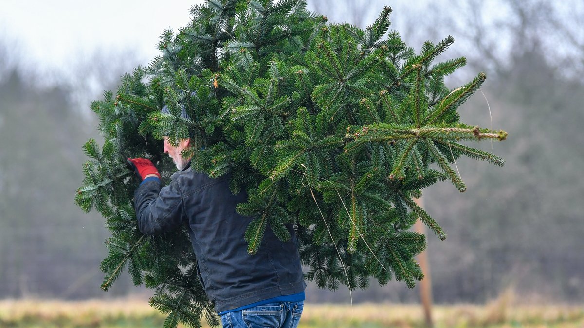 Ein Mann trägt einen großen Weihnachtsbaum über seiner Schulter | Bild: picture alliance / Patrick Pleul/dpa-Zentralbild/ZB | Patrick Pleul Ein Mann trägt einen großen Weihnachtsbaum über seiner Schulter