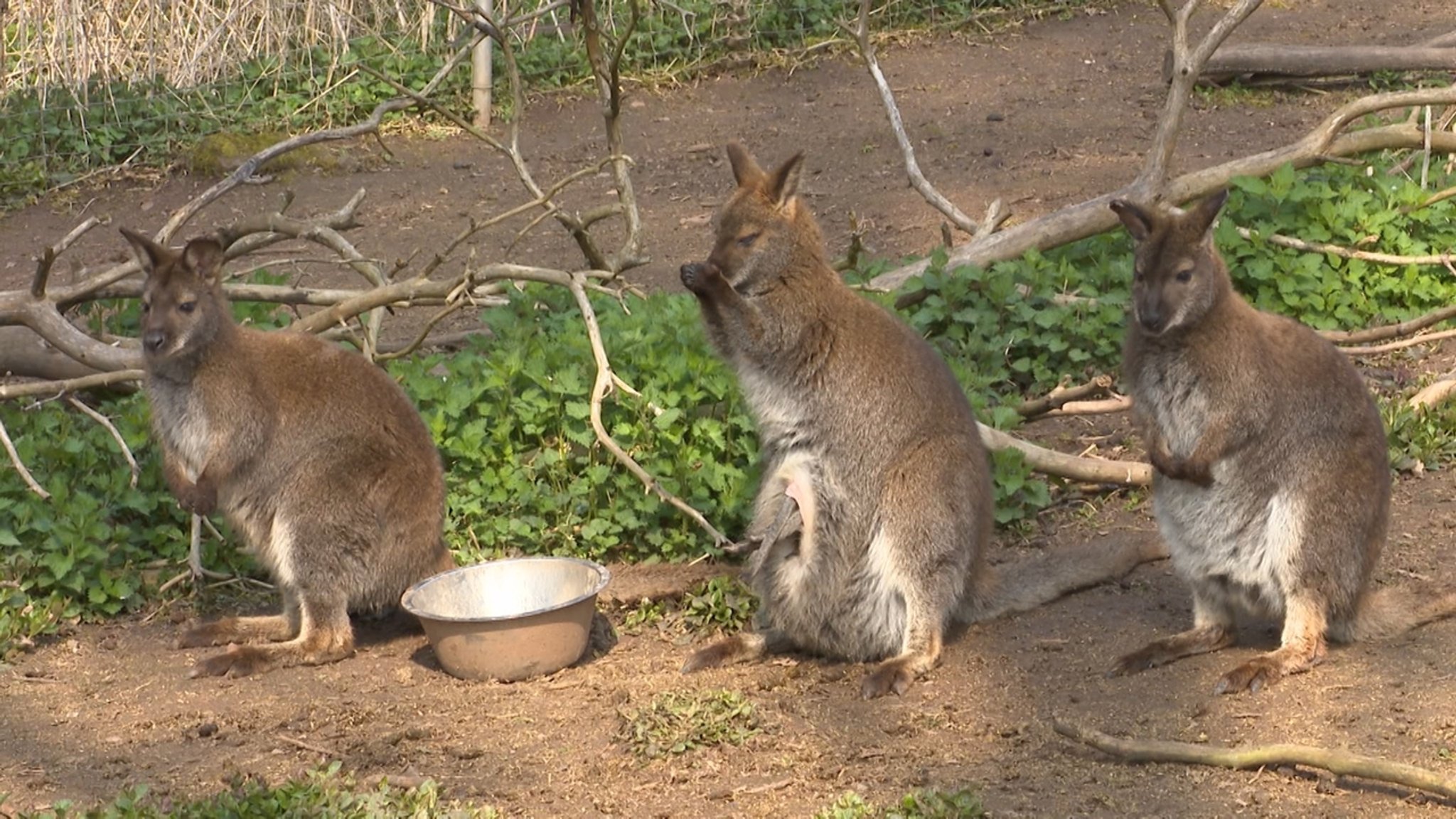 Drei Wallaby-Kängurus sitzen im Garten.