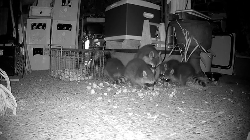 In Bayern vermehrt sich der Waschbär mangels natürlicher Feinde rasant. | Bild: Bayerischer Rundfunk 2024 In Bayern vermehrt sich der Waschbär mangels natürlicher Feinde rasant.