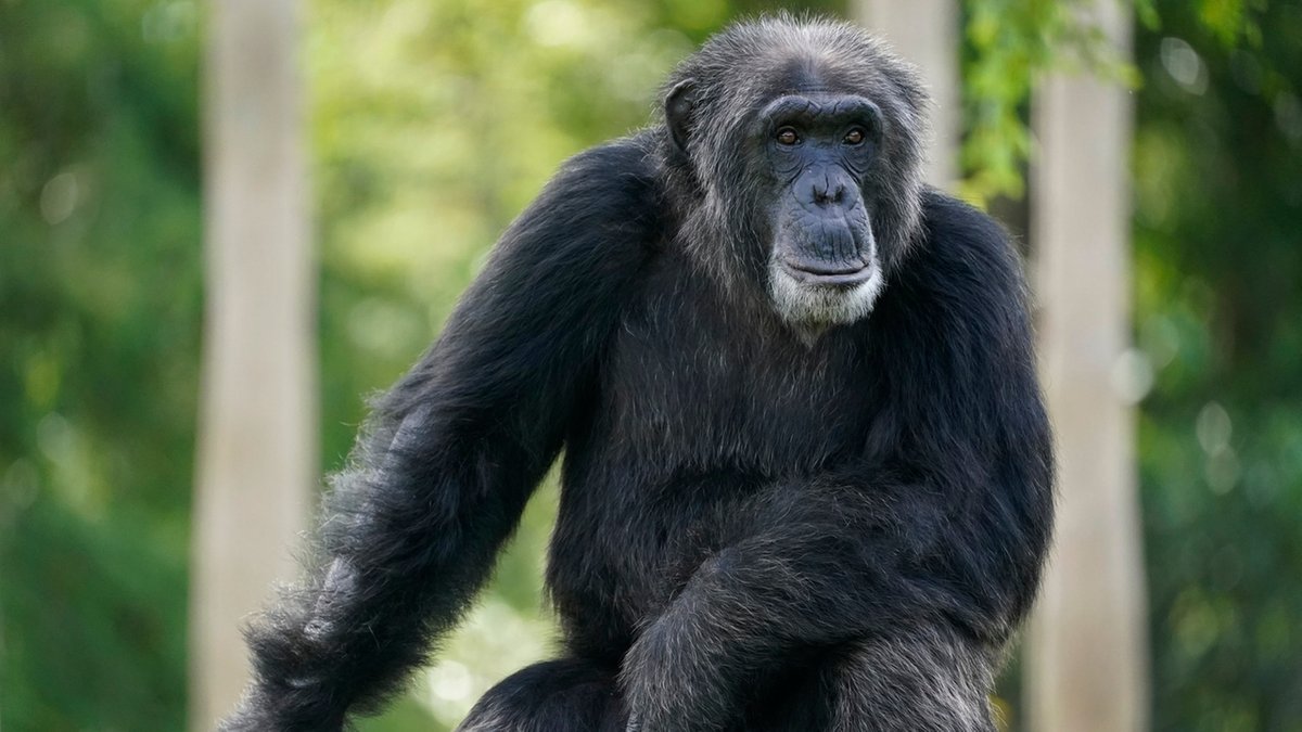 Ein Schimpanse schaut fast zur Kamera. Dominantes Verhalten wird bei den Primaten offenbar nicht vererbt. Sonst müssten alle Männchen dominant sein.