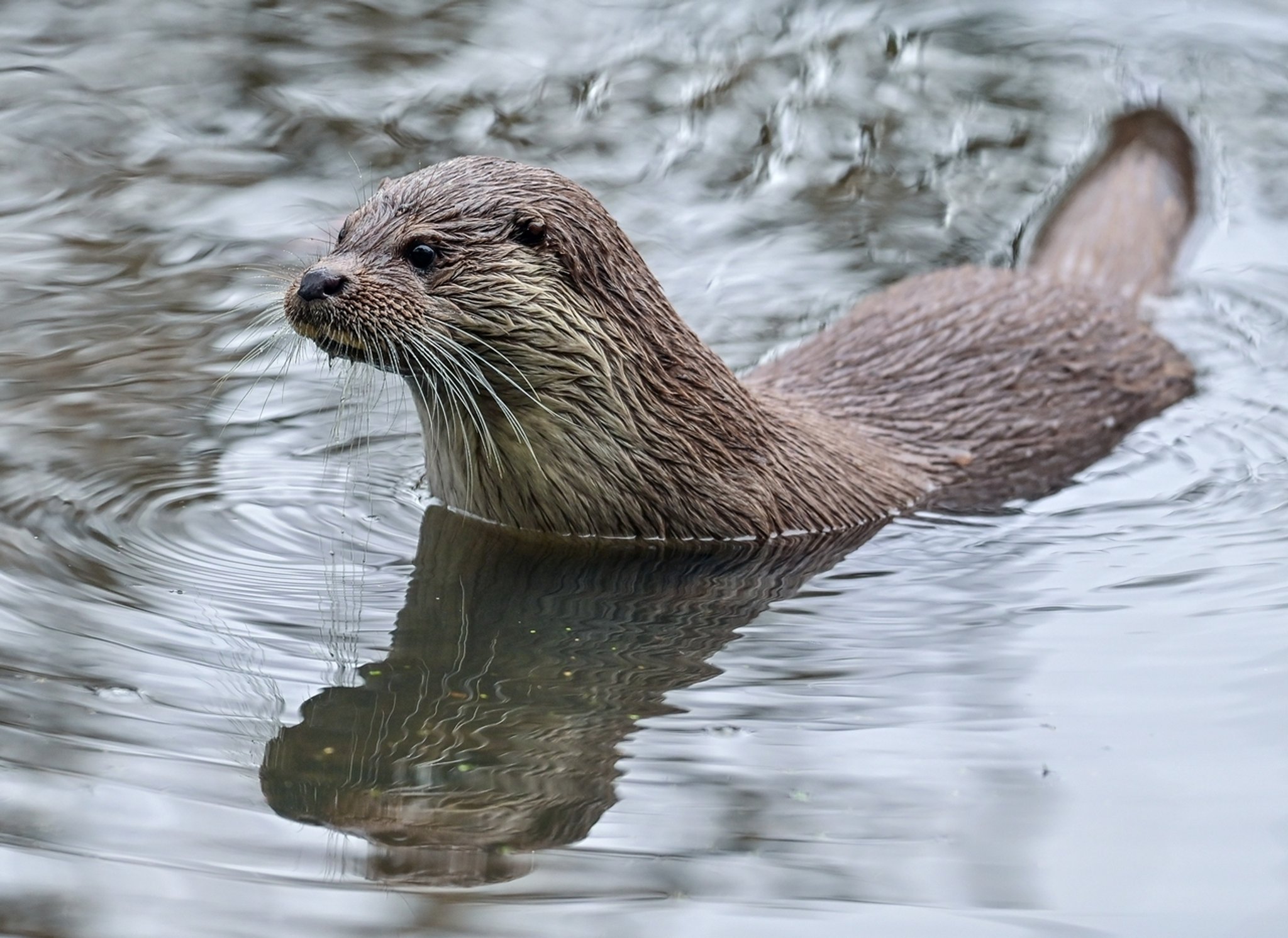 Fischotter in Oberfranken