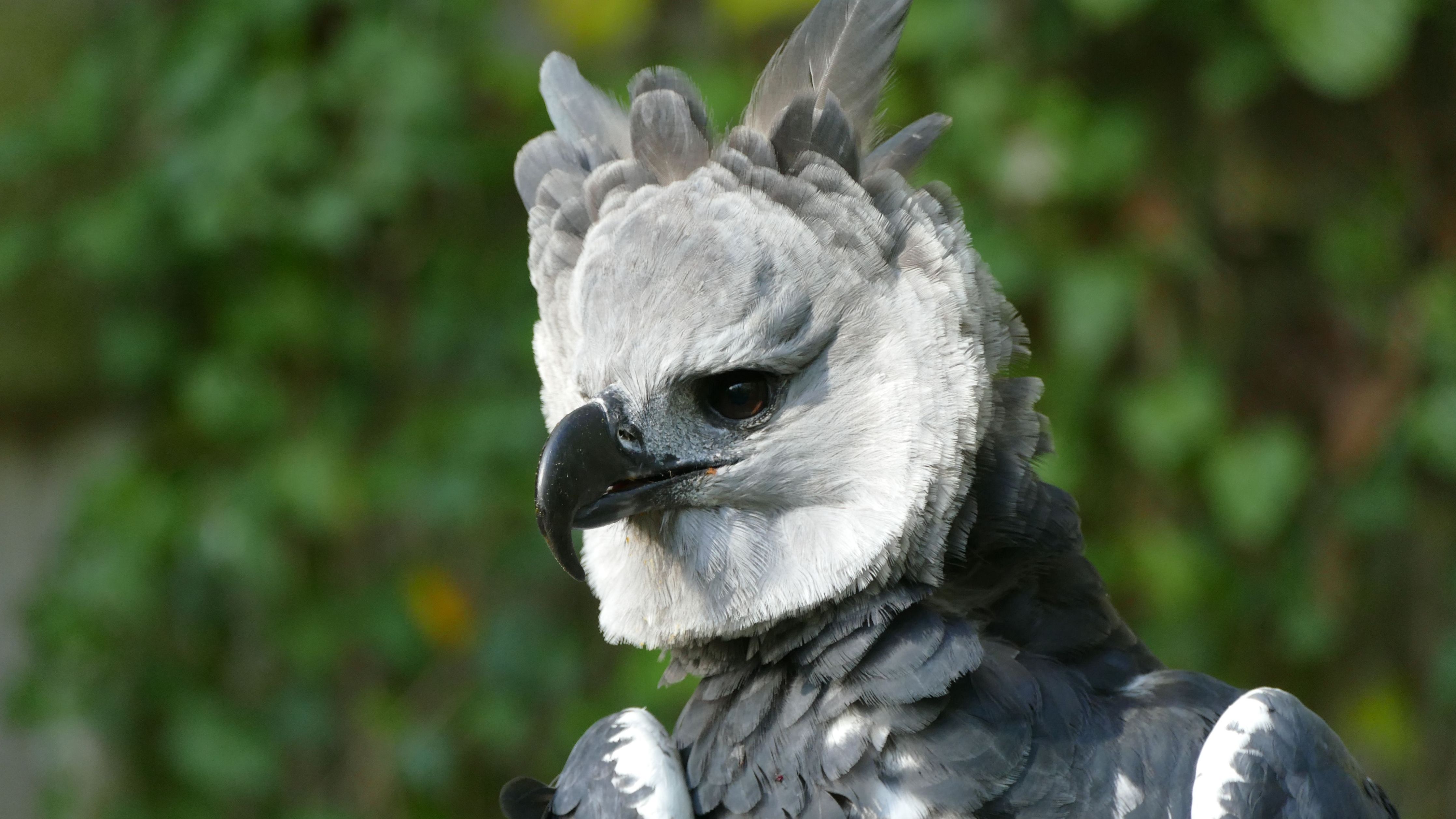 Greifvogel Aus Nurnberg Muss In Ecuador Ran Br24