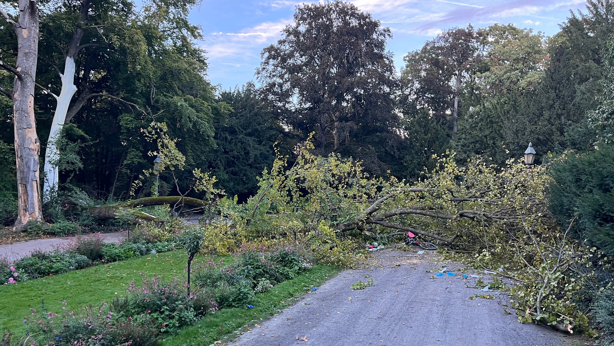 Umgestürzte Buche im Würzburger Ringpark.