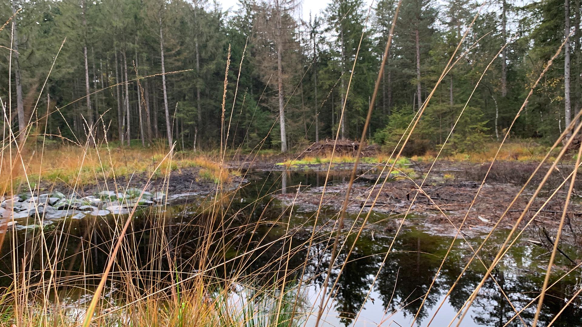 Damit Bayern seine Klimaschutz-Ziele erreicht, braucht es Moore. Denn die nassen Böden speichern große Mengen CO2 und Wasser. 