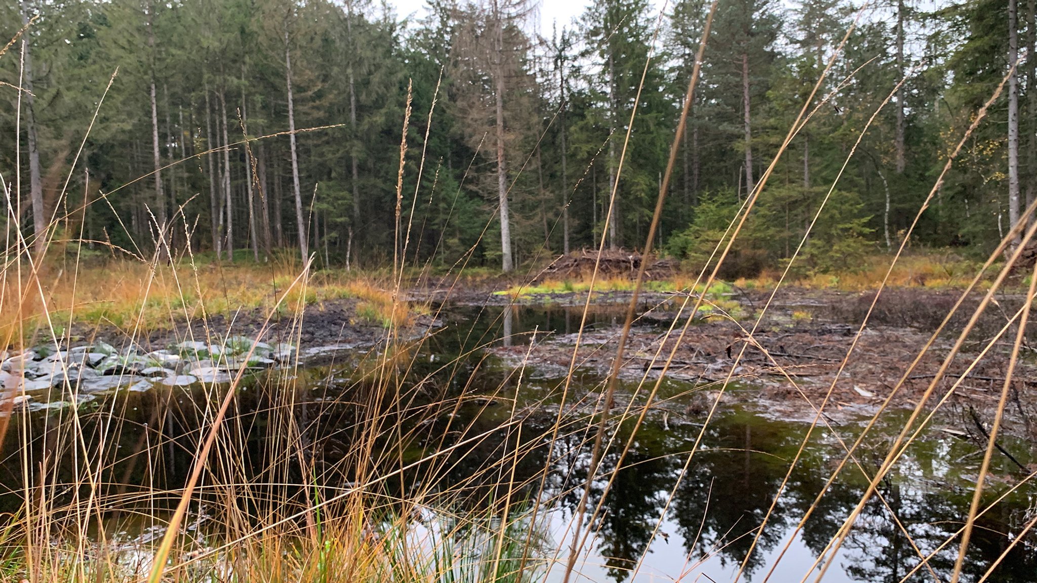 Damit Bayern seine Klimaschutz-Ziele erreicht, braucht es Moore. Denn die nassen Böden speichern große Mengen CO2 und Wasser. 