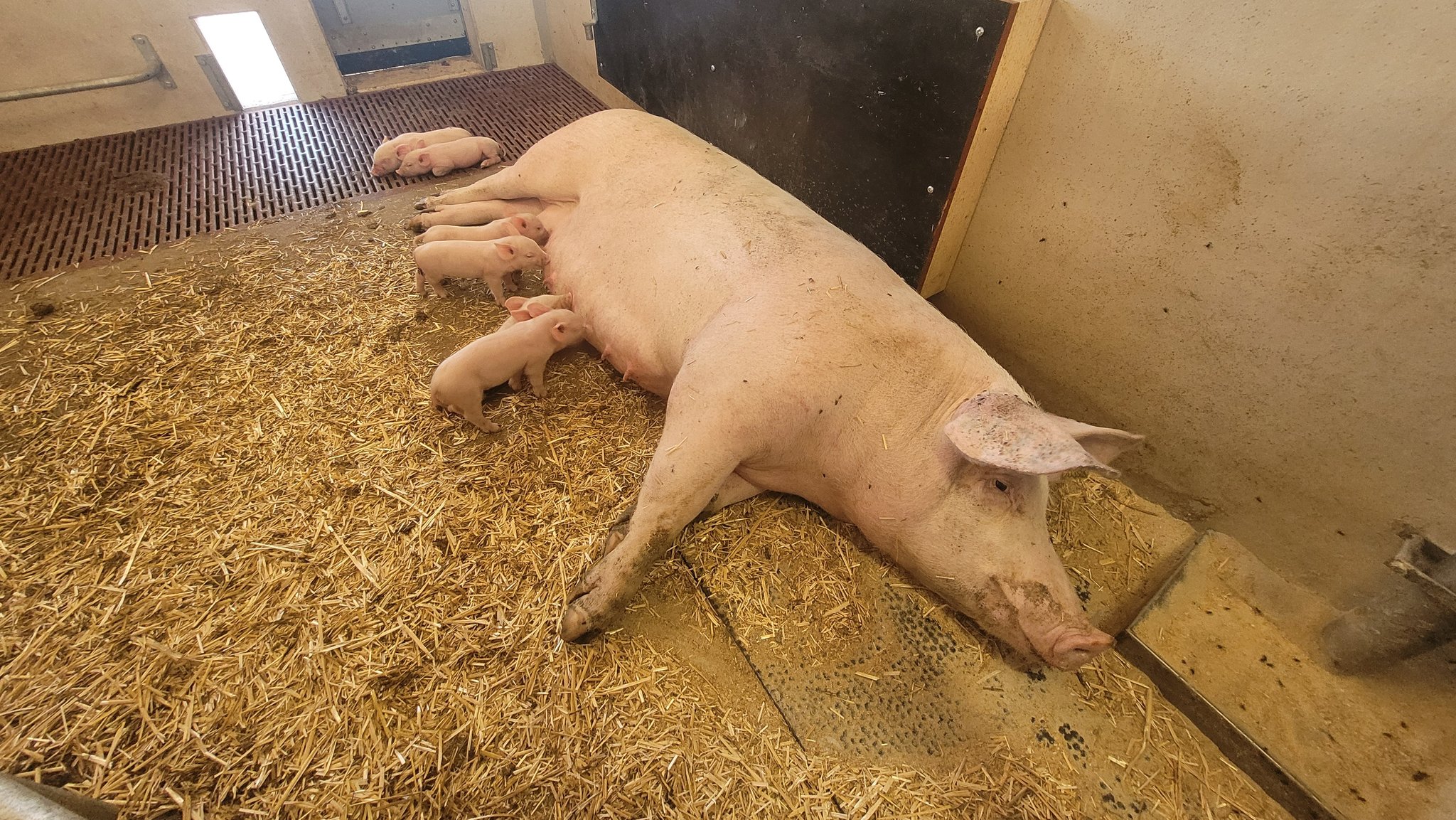Eine Muttersau liegt in einem Stall und säugt mehrere Ferkel | Bild: BR/Franz Engeser Eine Muttersau liegt in einem Stall und säugt mehrere Ferkel