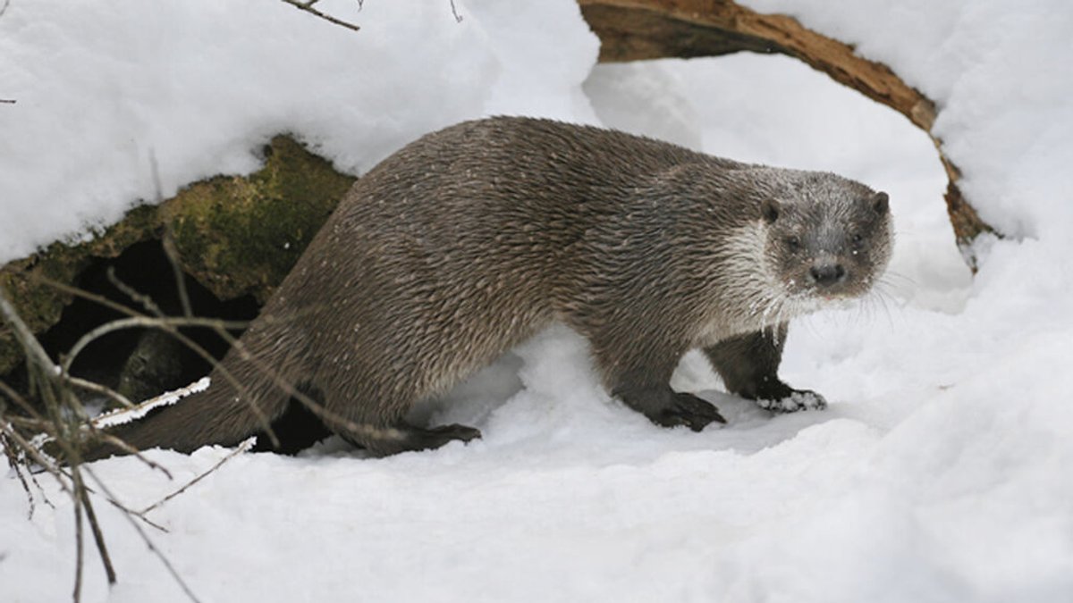 Ein Fischotter kommt aus seiner Höhle unter dem Eis hervor.