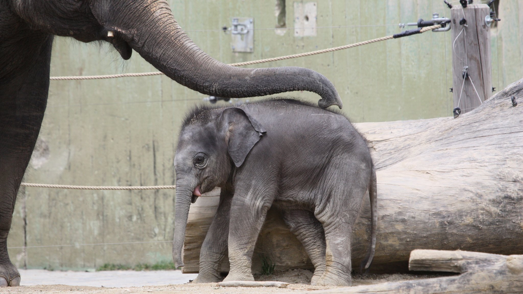 Münchner Tierpark Hellabrunn wartet auf Elefanten-Baby