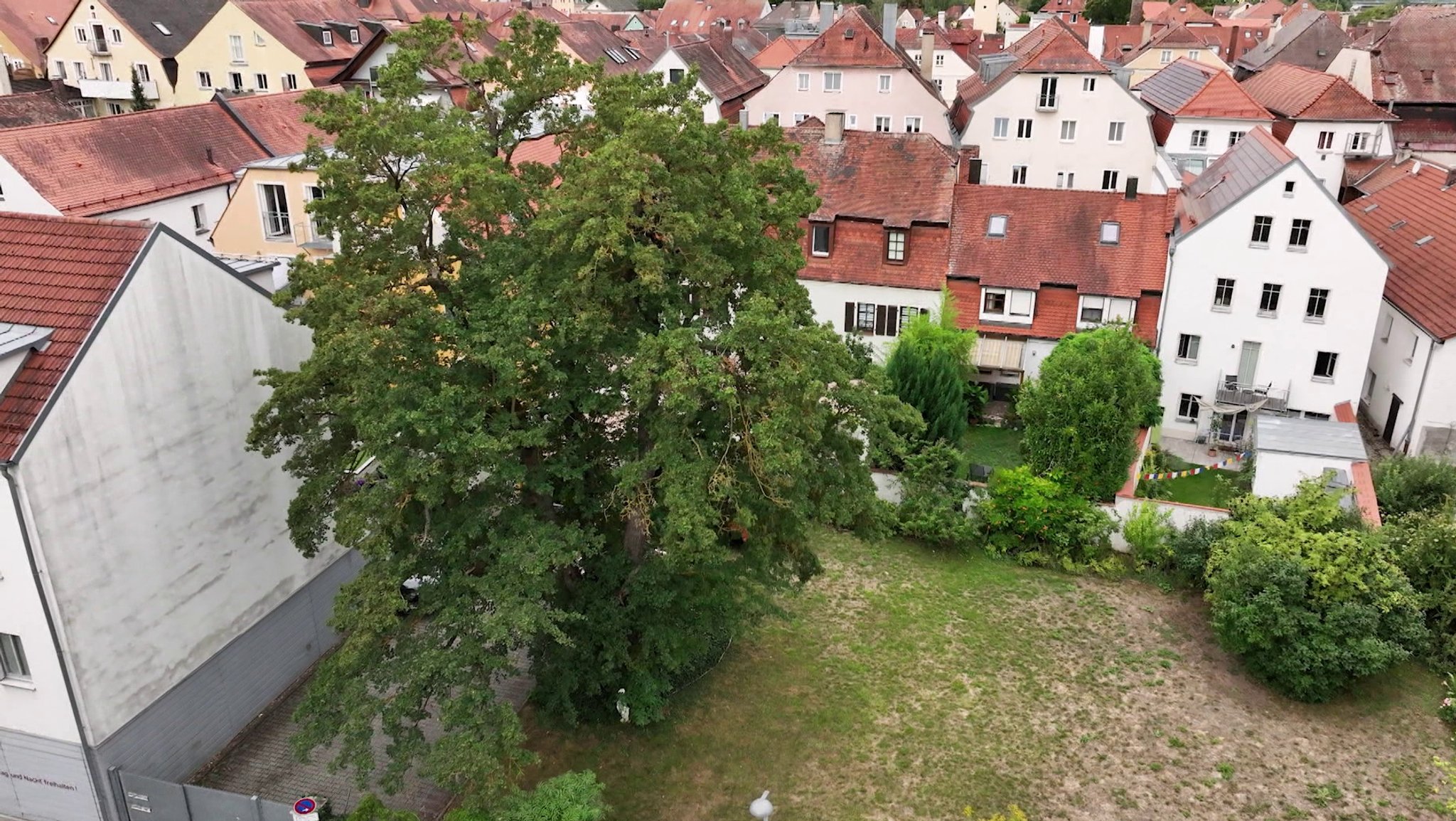 Ein alter Feldahorn im Regensburger Stadtteil Stadtamhof.