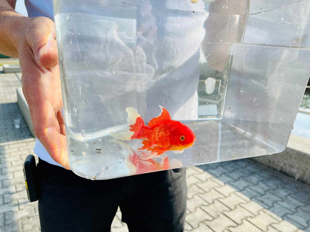 Goldfisch "Klärchen" in einem Wasserbehälter nach seiner Ankunft in der Schierlinger Kläranlage.