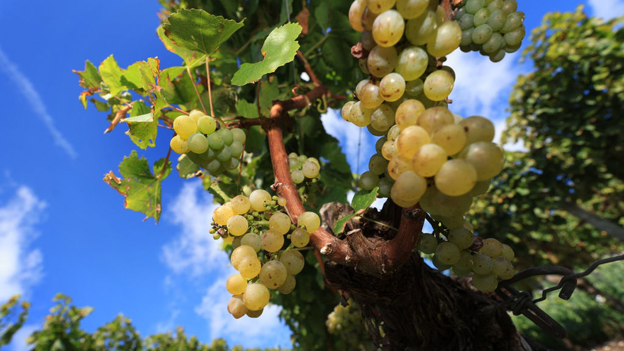 Weinlese-Bilanz 2024 in Franken: Deutlich weniger Ertrag