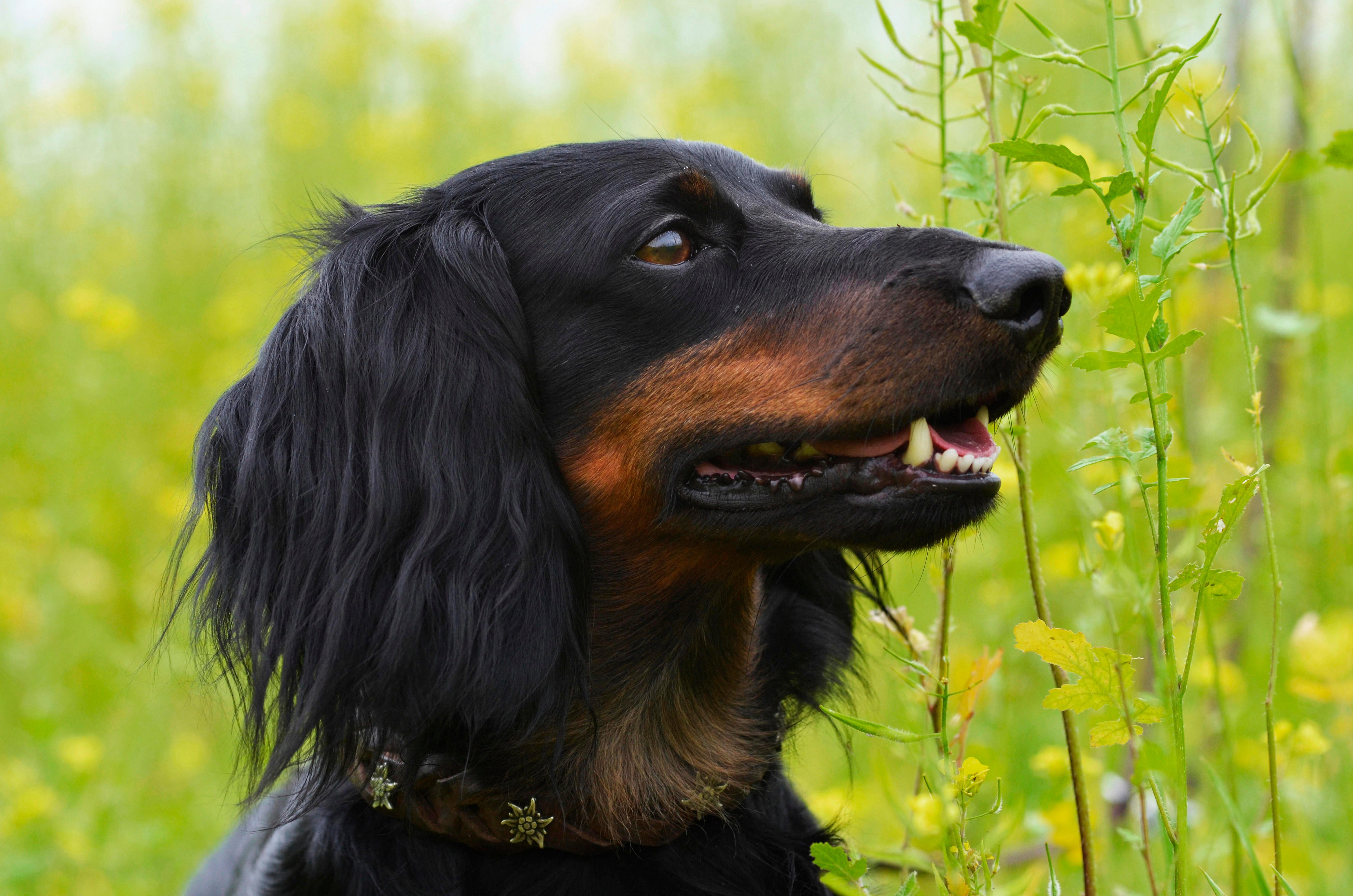 After a dachshund attack - | how to avoid bites