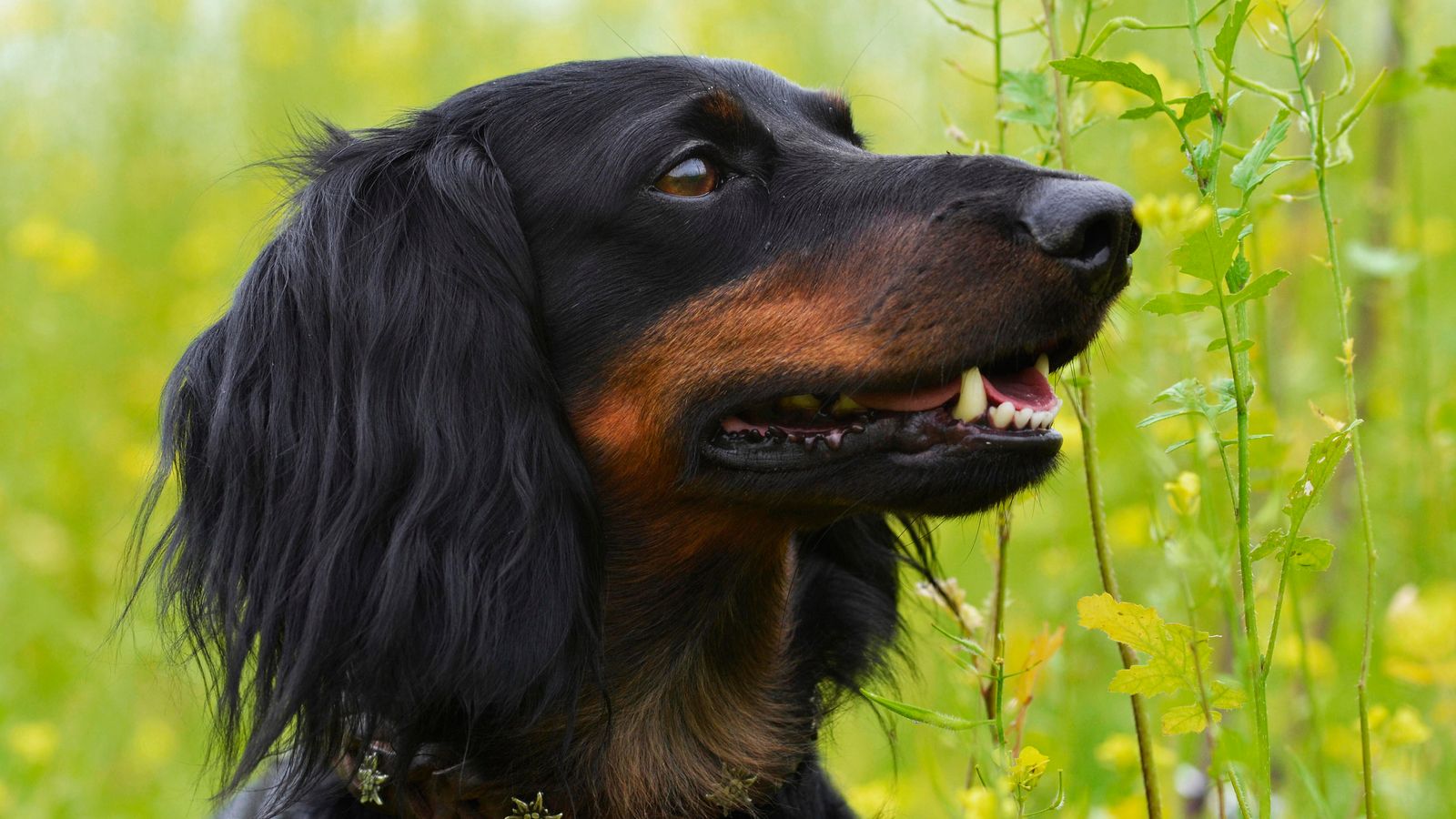 After a dachshund attack - | how to avoid bites