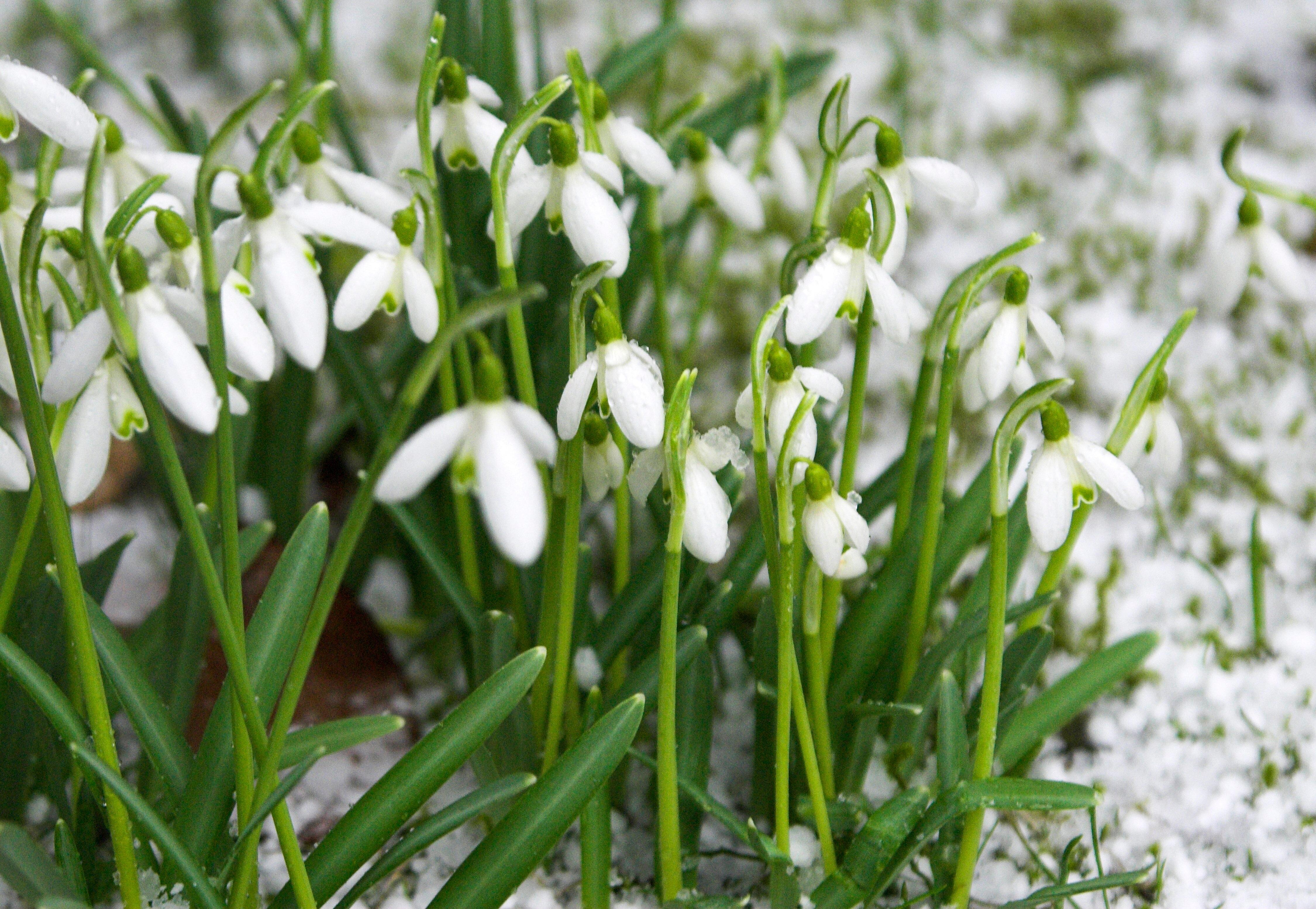 Symbolbild: Kälteeinbruch im Frühling