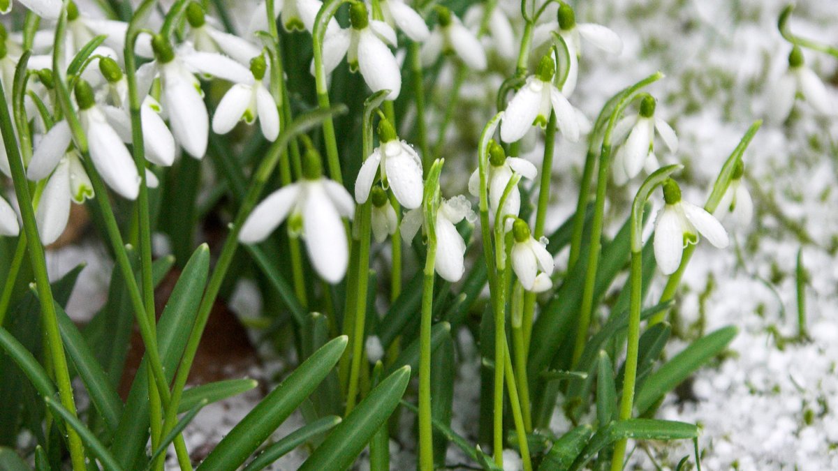 Winter-Comeback: Erst Sonne, dann Regen, Schnee und Kälte