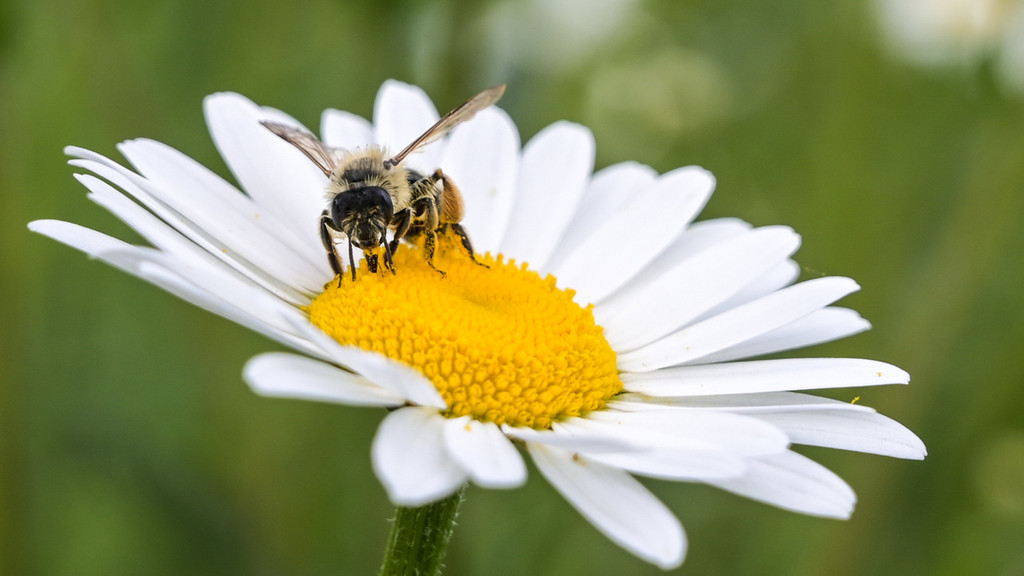 Eine Honigbiene sitzt auf einer Blüte, um Pollen zu sammeln.