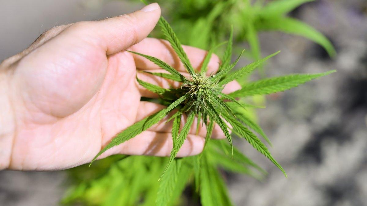 Eine Cannabispflanze liegt auf einer linken Hand.